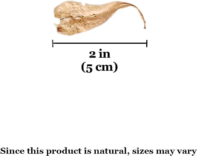 SunGrow 50 pcs Catappa Indian Almond Leaves for Betta Fish Tank Aquarium, 2” Water Conditioner Leaves, Leaf Also Suitable for Shrimp, Goldfish, Guppy and Frogs